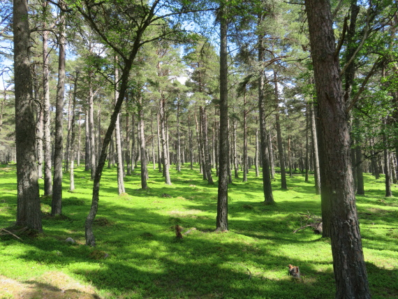 United Kingdom Scotland Cairngorms, Lochnagar and Loch Muick, Light on Scotch pine forest, Walkopedia