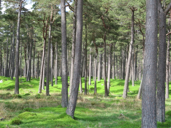 United Kingdom Scotland Cairngorms, Lochnagar and Loch Muick, Light on Scotch pine forest , Walkopedia