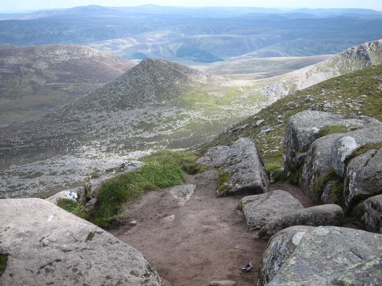 United Kingdom Scotland Cairngorms, Lochnagar and Loch Muick, Snow bunting on the peak, Walkopedia