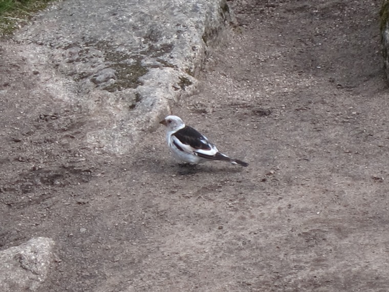 United Kingdom Scotland Cairngorms, Lochnagar and Loch Muick, Snow bunting on the peak , Walkopedia