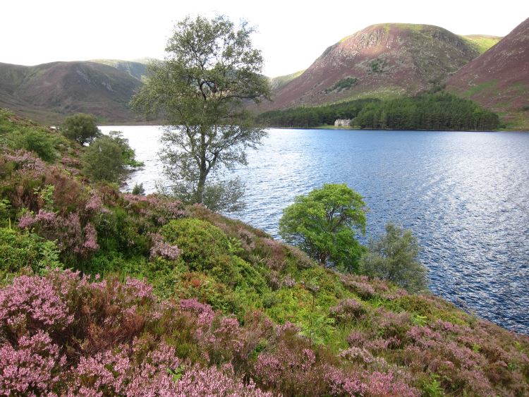 United Kingdom Scotland Cairngorms, Lochnagar and Loch Muick, Summer 2013 - best heather ever?, Walkopedia