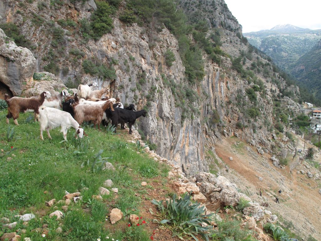 Lebanon, Lebanon Mountain Trail, Goats watching hikers climb a hill - Al Fraidis village - Mount Lebanon, Walkopedia