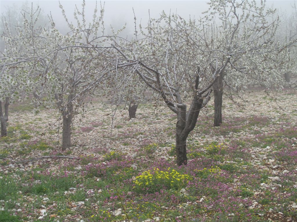 Lebanon, Lebanon Mountain Trail, Spring time - Bchennata - Mount Lebanon, Walkopedia