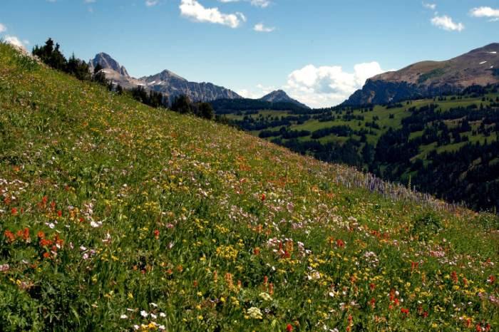 USA Western: Grand Teton NP, Teton Crest Trail, Teton Crest Trail - wildflower field, Walkopedia