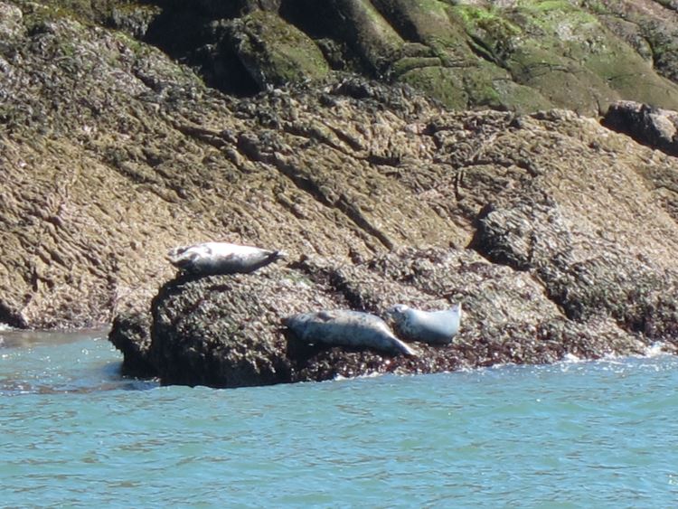 United Kingdom Wales Pembrokeshire, Pembrokeshire Coast Path, Seals at Caldey Island near Tenby, Walkopedia