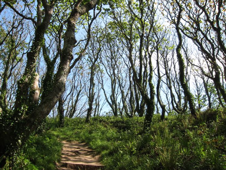 Pembrokeshire Coast Path: Woody hill above Barafundle - © William Mackesy