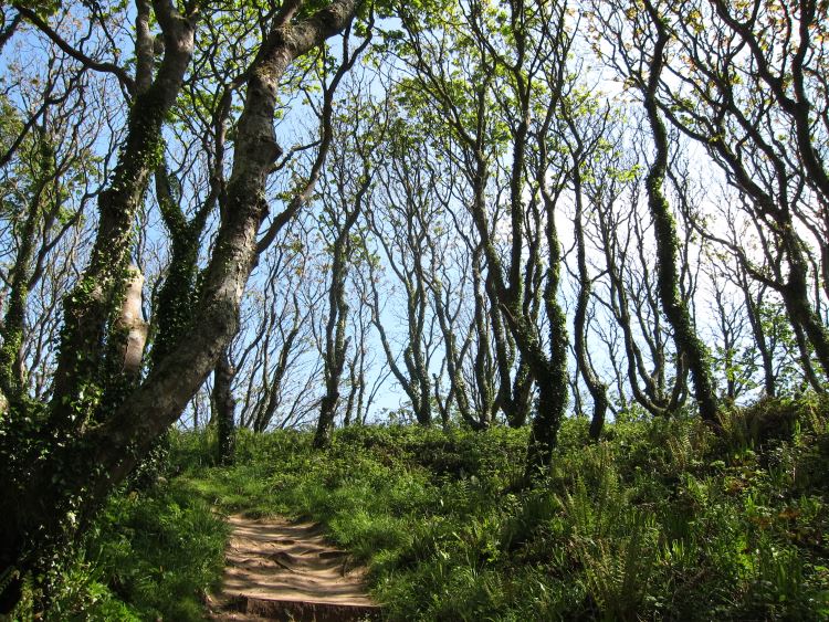 United Kingdom Wales Pembrokeshire, Pembrokeshire Coast Path, Woody hill above Barafundle, Walkopedia