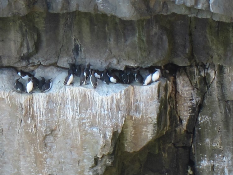 United Kingdom Wales Pembrokeshire, Pembrokeshire Coast Path, Guillemots at Stackpole Head, Walkopedia