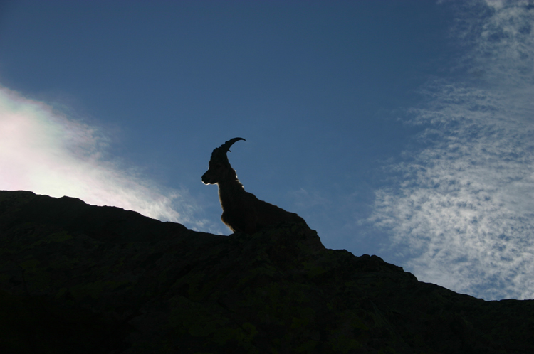 France Alps Aiguilles Rouges, Aiguilles Rouges, Aiguilles Rouges, ibex, Walkopedia