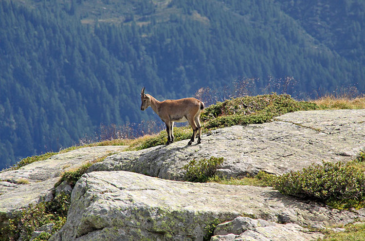 France Alps Aiguilles Rouges, Aiguilles Rouges, Chamonix, Walkopedia