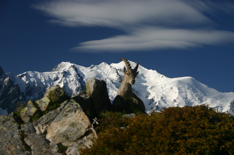 France Alps Aiguilles Rouges, Aiguilles Rouges, Mt Blanc with ibex, Walkopedia