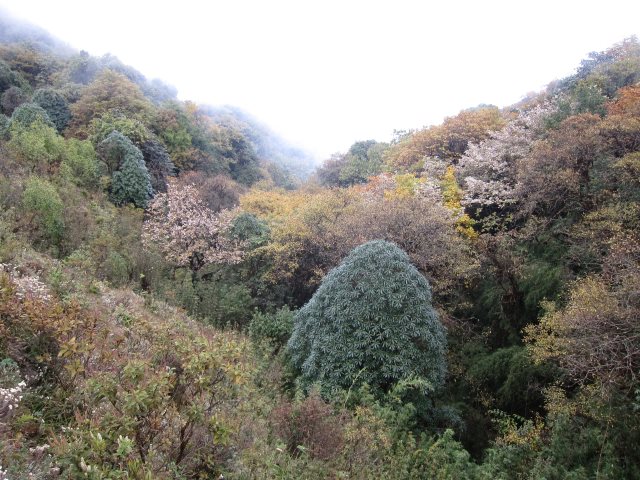 India Sikkim and nearby, Singalila Ridge, Mixed forest, Walkopedia