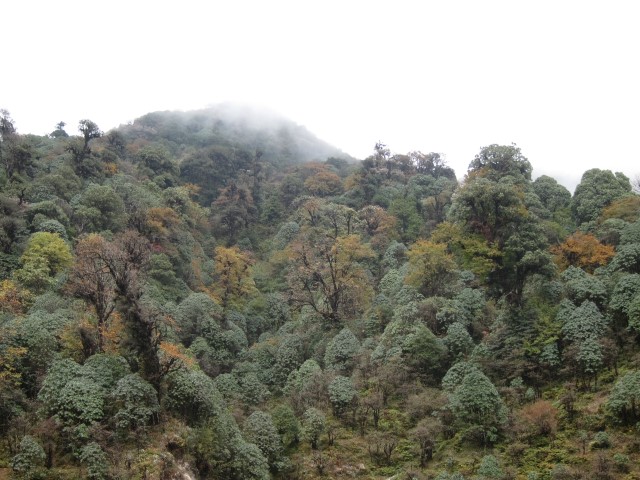 India Sikkim and nearby, Singalila Ridge, Mixed forest, Walkopedia