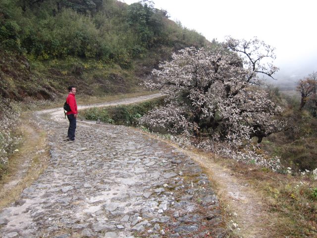 India Sikkim and nearby, Singalila Ridge, Karma and special tree, Walkopedia