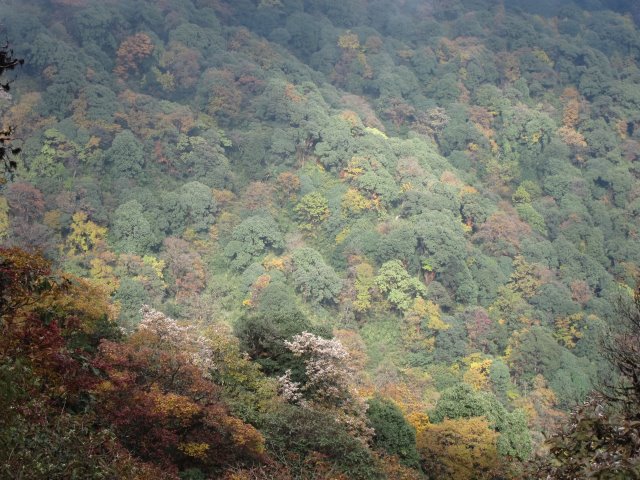 India Sikkim and nearby, Singalila Ridge, Mixed forest, Walkopedia