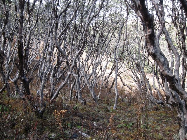 India Sikkim and nearby, Singalila Ridge, Rhododendron stems, Walkopedia