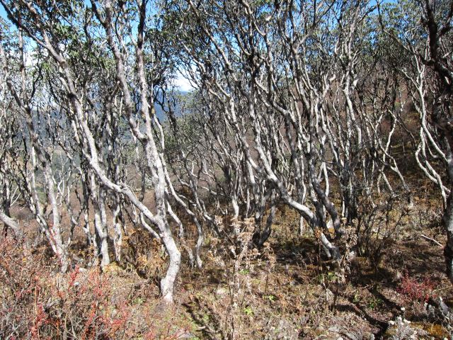 India Sikkim and nearby, Singalila Ridge, Rhododendron stems, Walkopedia