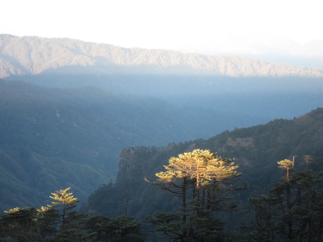 India Sikkim and nearby, Singalila Ridge, Last light on pine, evening light, Walkopedia