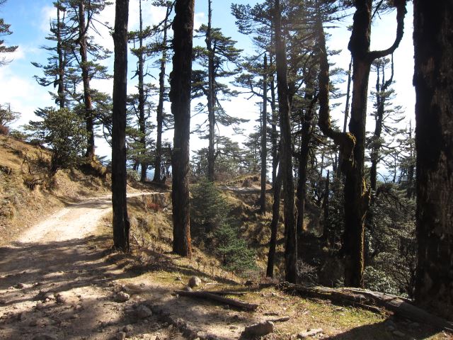 India Sikkim and nearby, Singalila Ridge, The trail, Walkopedia