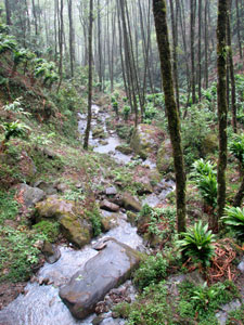 India Sikkim and nearby, Singalila Ridge, Steam through cardamon plots, Walkopedia