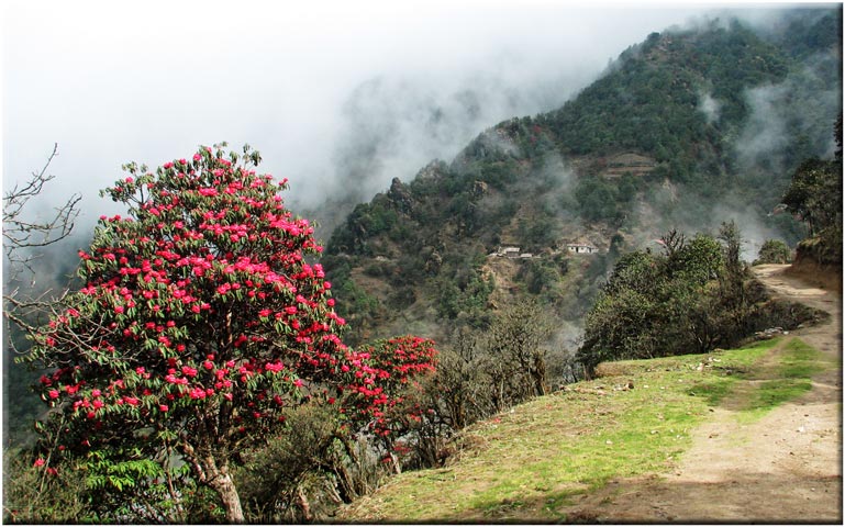 India Sikkim and nearby, Singalila Ridge, Rhododendrons, Singalila Ridge, Walkopedia