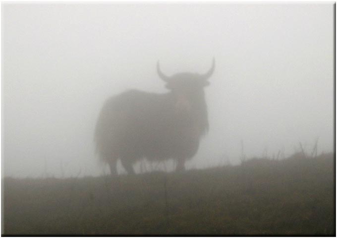 India Sikkim and nearby, Singalila Ridge, Yak in mist, Singalila Ridge, Walkopedia