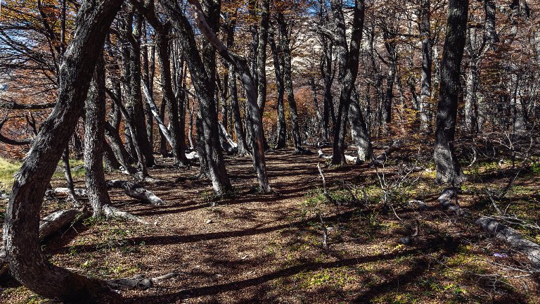 Argentina, Nahuel Huapi Traverse, , Walkopedia