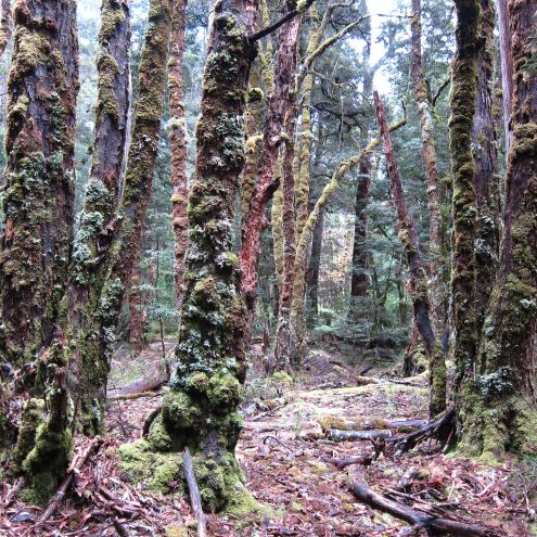 Australia Tasmania, Overland Track, Day 3 - Forest near Frog Flats 1, Walkopedia