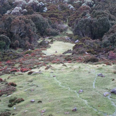 Australia Tasmania, Overland Track, Day 1 - Looking down on wallaby, Walkopedia