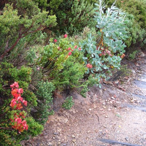 Australia Tasmania, Overland Track, Day 1 - Wayside Vegetation, Walkopedia