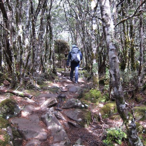 Australia Tasmania, Overland Track, Day 2 - Southern Beech Forest, Walkopedia