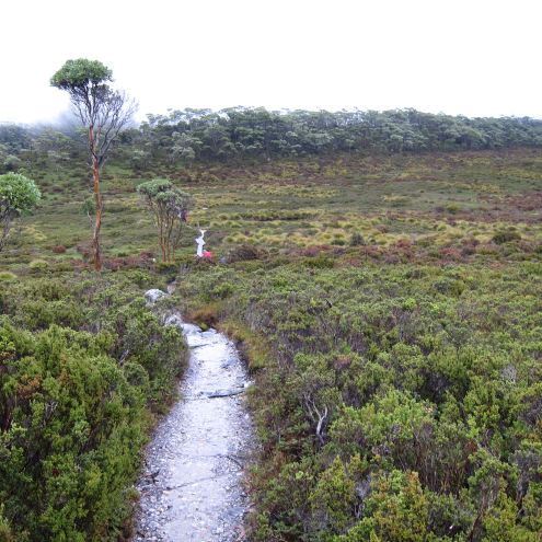 Australia Tasmania, Overland Track, Day 2 - Path, Walkopedia