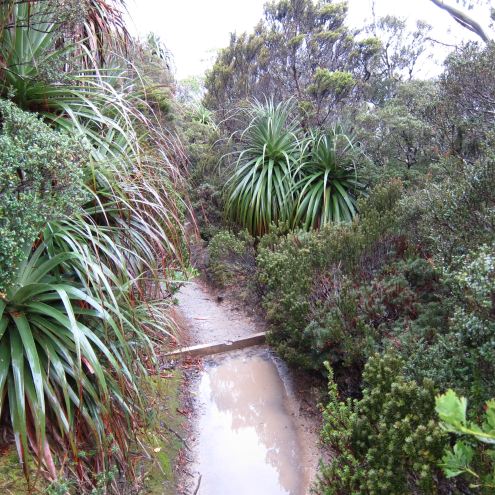 Australia Tasmania, Overland Track, Day 2 - Vegetation 2, Walkopedia