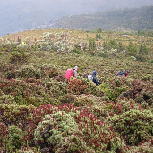 Australia Tasmania, Overland Track, Day 2 - Vegetation, Walkopedia