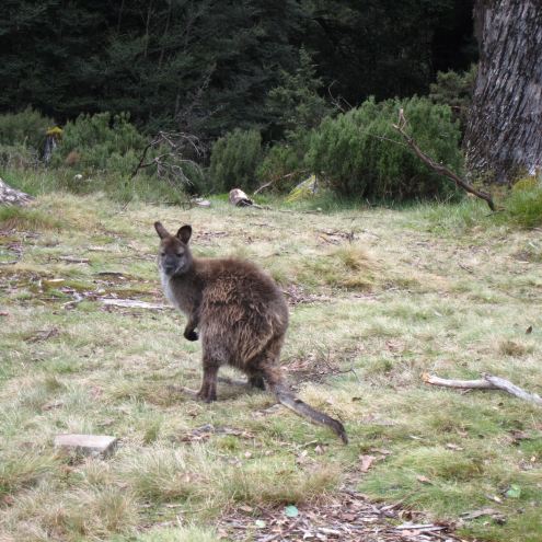 Australia Tasmania, Overland Track, Day 3 - Another Wallaby, Walkopedia