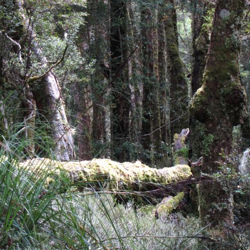 Australia Tasmania, Overland Track, Day 3 - Forest near Frog Flats 2, Walkopedia