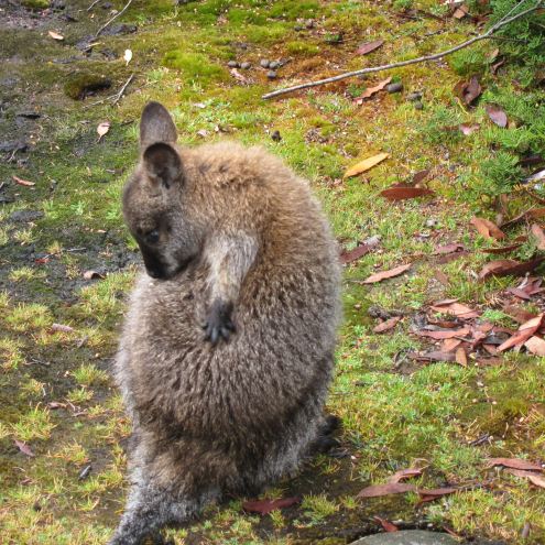 Australia Tasmania, Overland Track, Day 3 - Preening Wallaby, Walkopedia