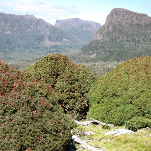 Australia Tasmania, Overland Track, Day 4 - ? From Mt Doris, Walkopedia