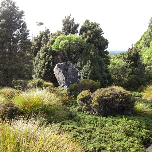 Australia Tasmania, Overland Track, Day 4 - Lovely Vegetation, Walkopedia