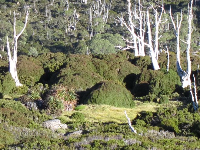 Australia Tasmania, Overland Track, Day 4 - More Vegetation Magic, Walkopedia