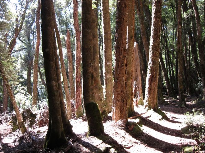 Australia Tasmania, Overland Track, Day 5 - Forest Columns, Walkopedia