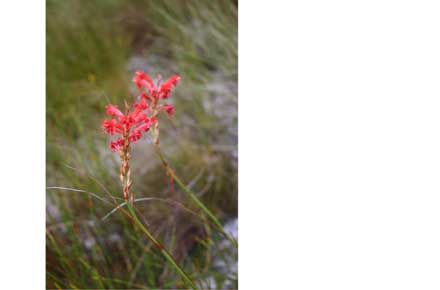 South Africa Western Cape Cape Area, Table Mountain, , Walkopedia