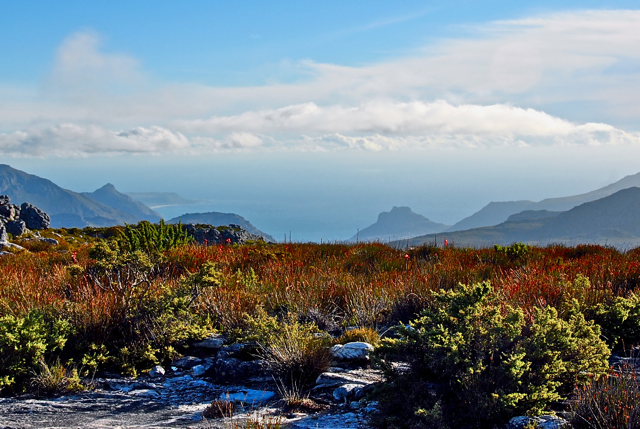 South Africa Western Cape Cape Area, Table Mountain, , Walkopedia