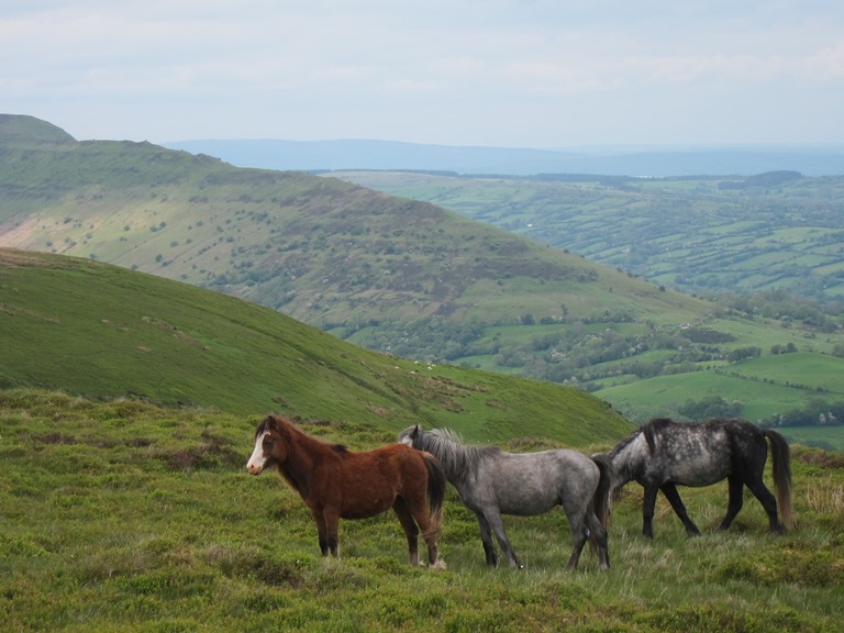 United Kingdom Wales Black Mountains, Hatterrall Ridge, North along Hatterrall Ridge, Walkopedia