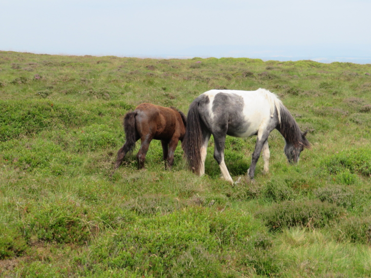 United Kingdom Wales Black Mountains, Hatterrall Ridge, , Walkopedia