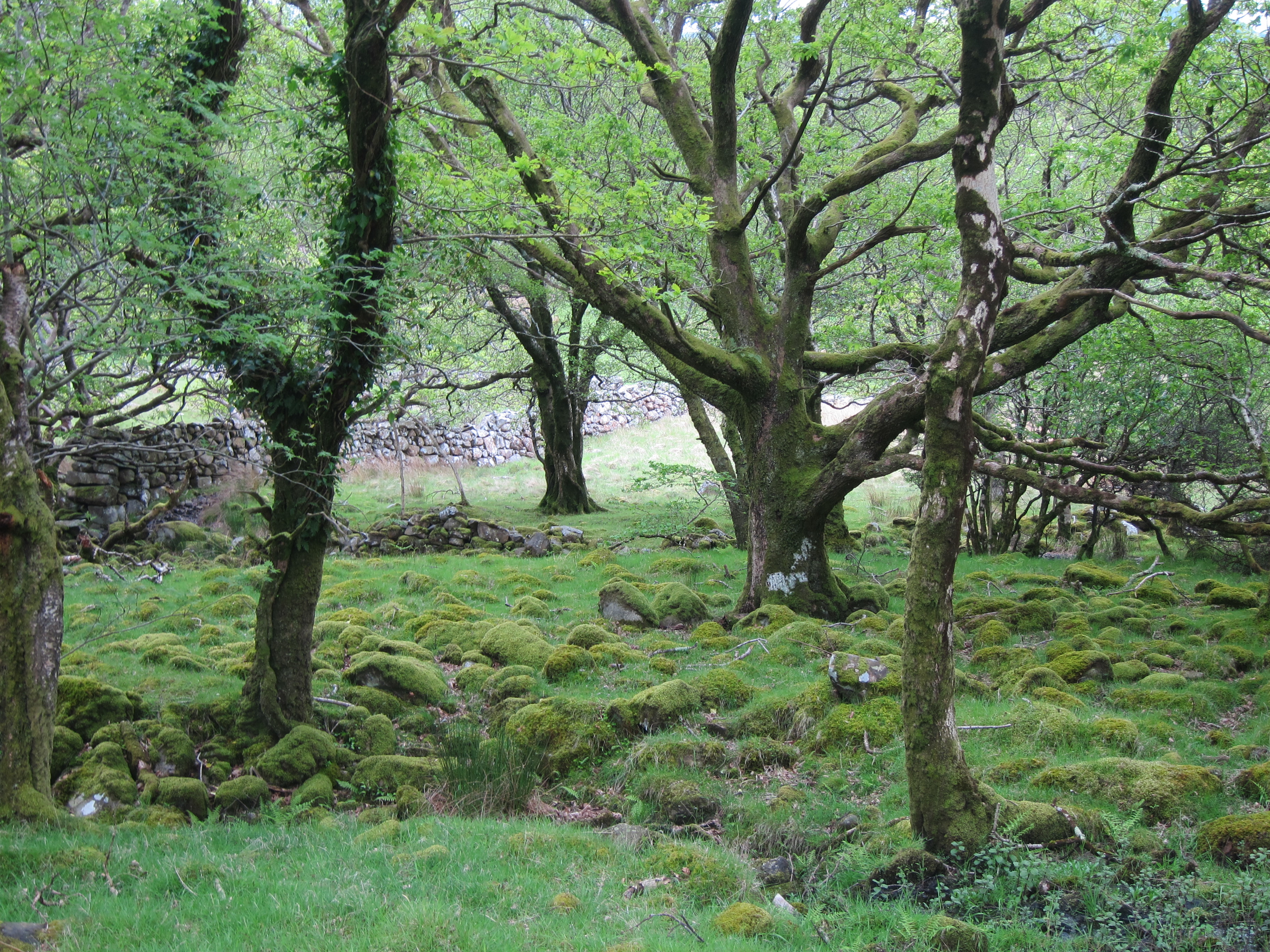 United Kingdom Wales Snowdonia, Mawddach/Dolgeallau Area, , Walkopedia