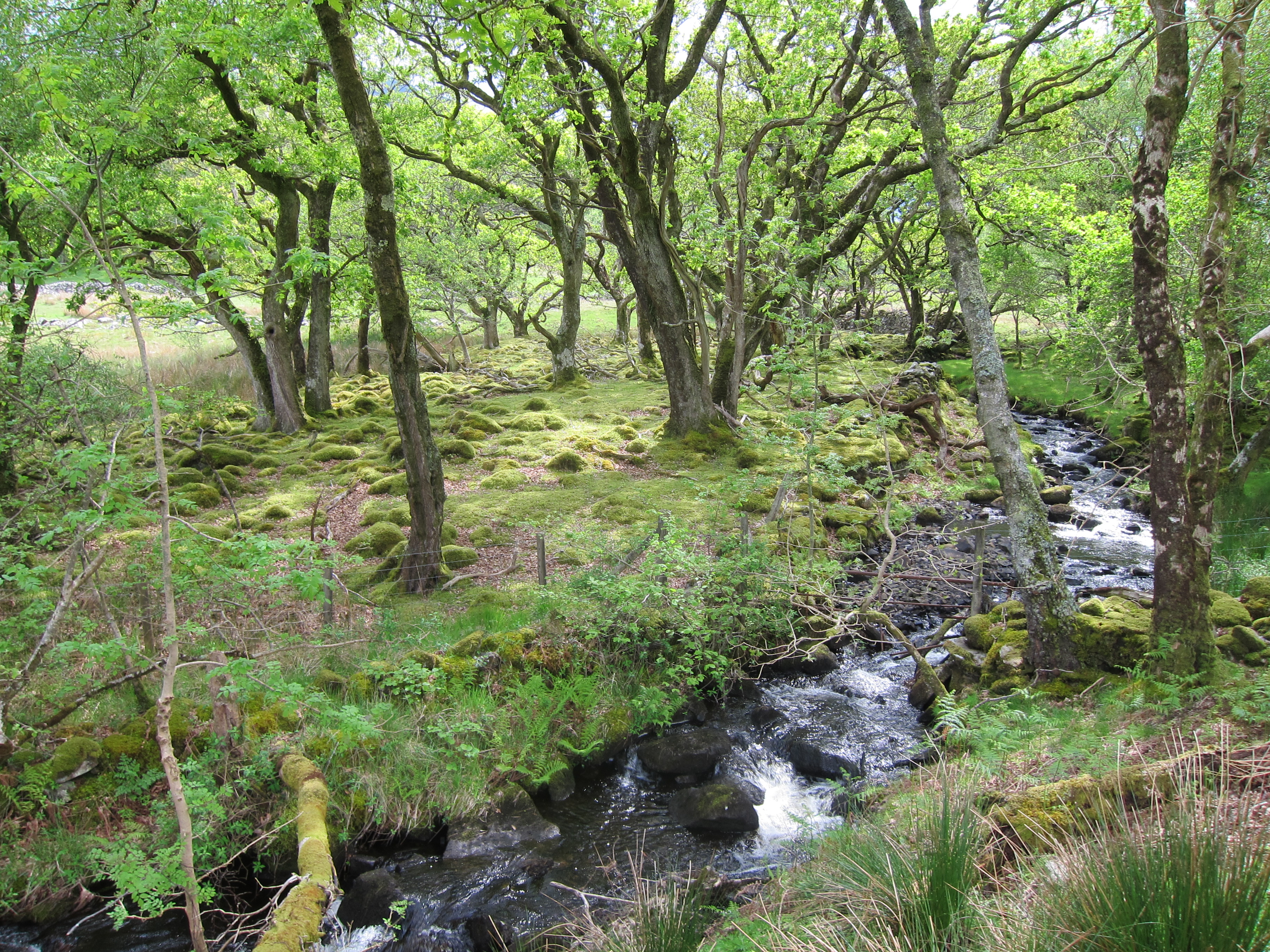 United Kingdom Wales Snowdonia, Mawddach/Dolgeallau Area, , Walkopedia