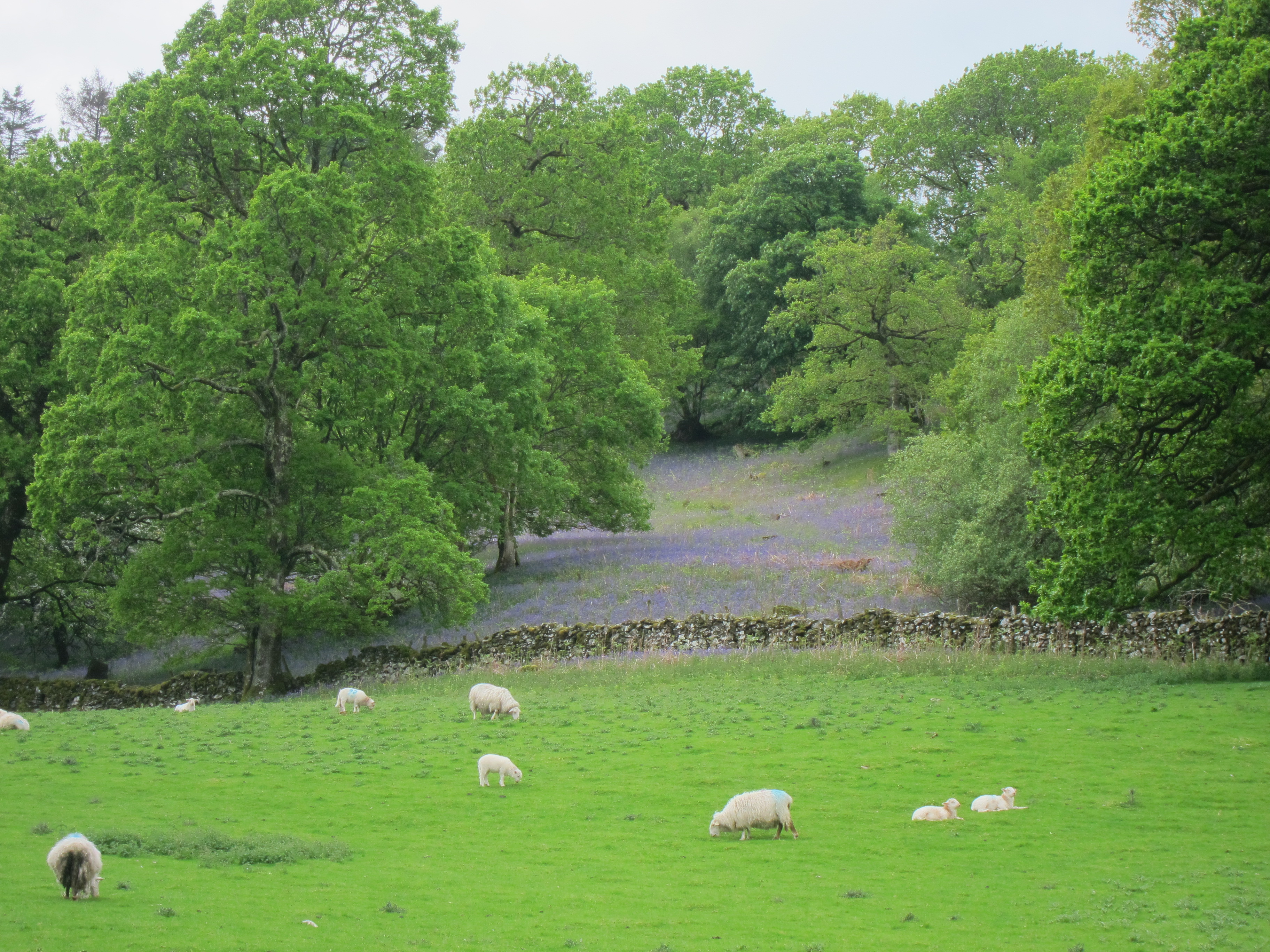 United Kingdom Wales Snowdonia, Mawddach/Dolgeallau Area, , Walkopedia