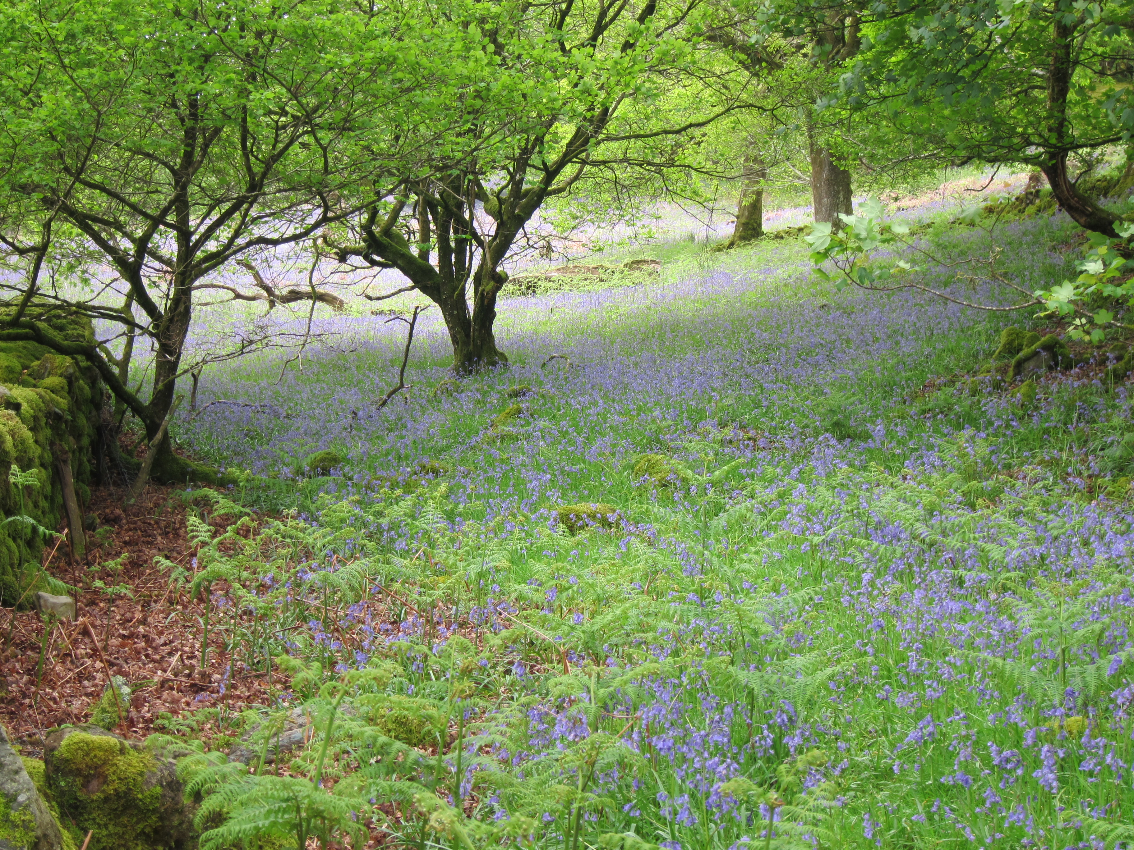 United Kingdom Wales Snowdonia, Mawddach/Dolgeallau Area, , Walkopedia