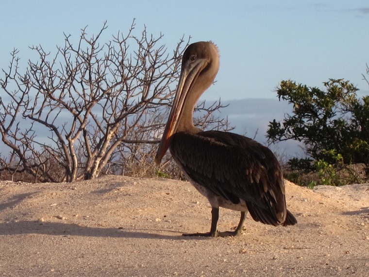 Ecuador Galapagos Islands, Galapagos Islands, , Walkopedia